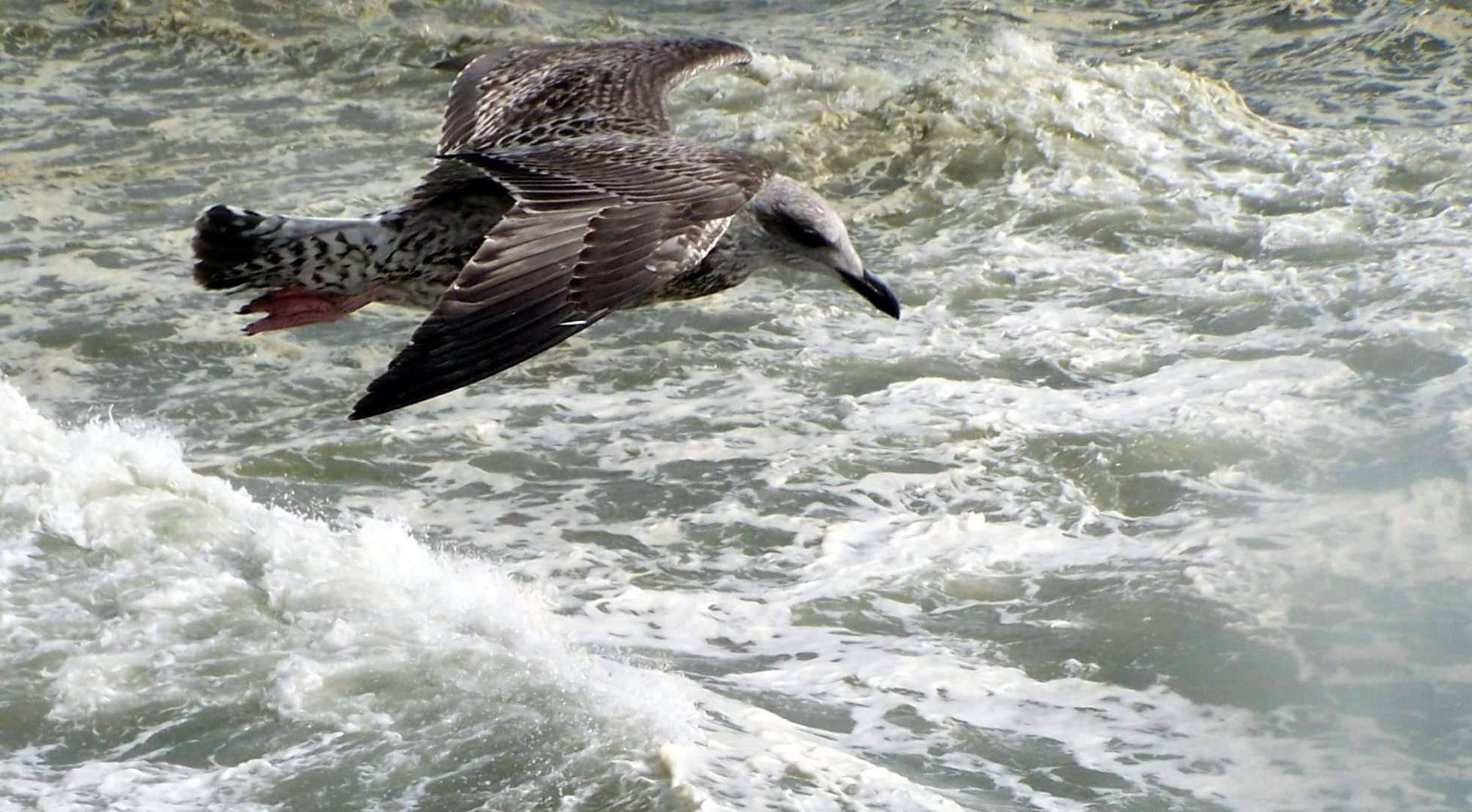 mouette