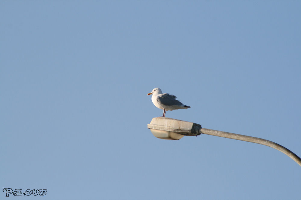 Mouette