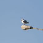 Mouette