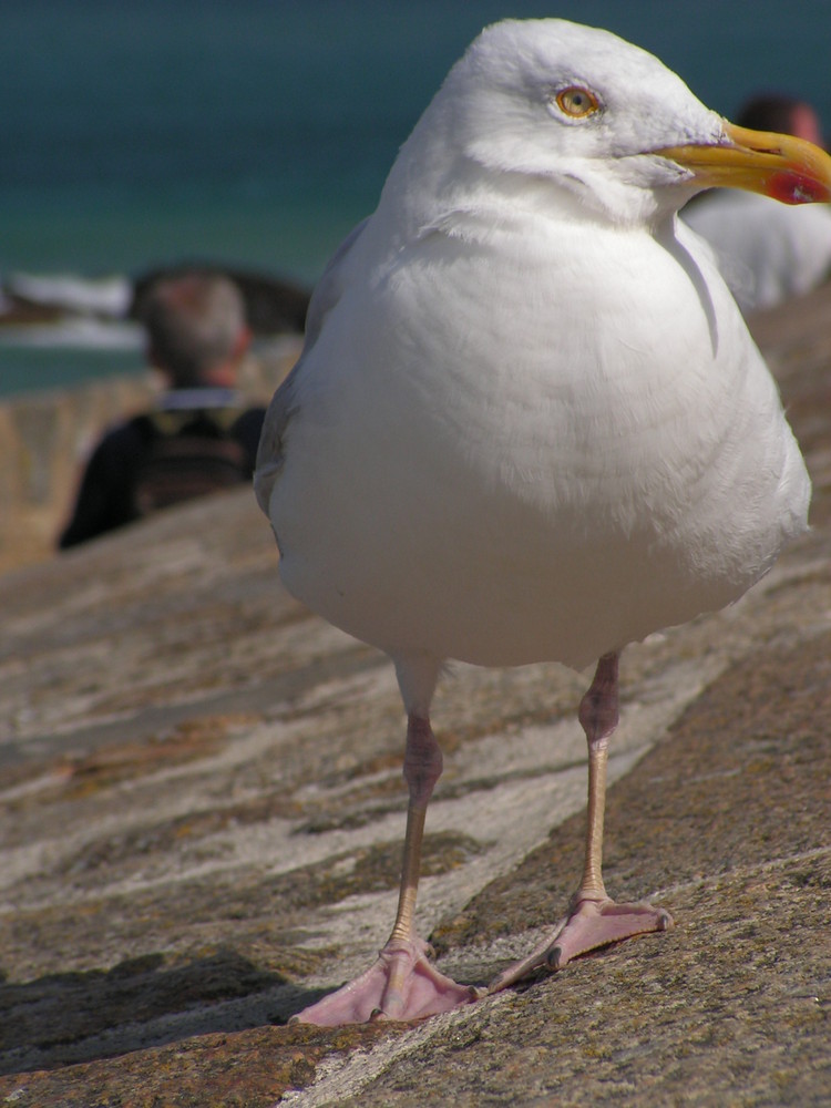 mouette