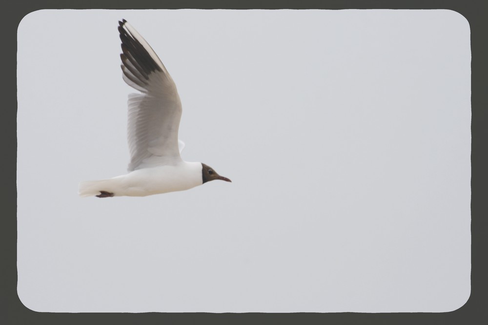 Mouette à col noir