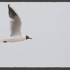 Mouette à col noir