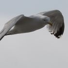 Mouette a Dieppe .