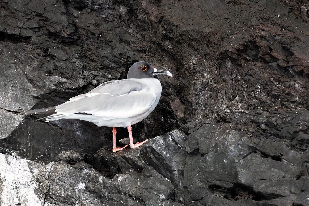 Mouette à queue d'aronde