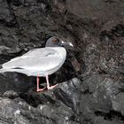 Mouette à queue d'aronde