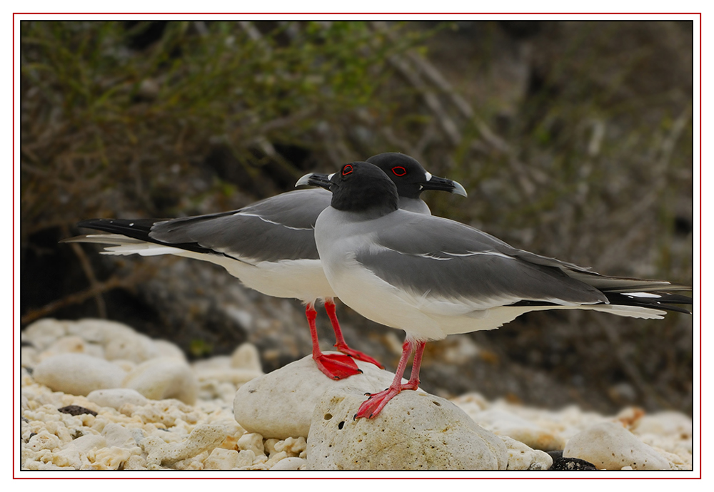 Mouette à queue fourchue