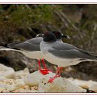 Mouette à queue fourchue