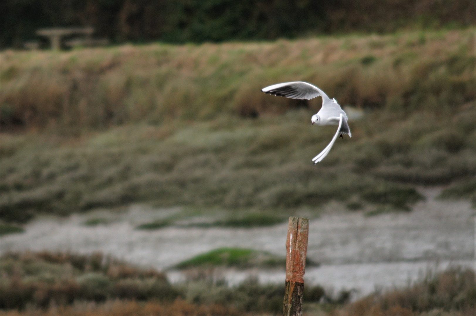 Mouette à Toul an Herry