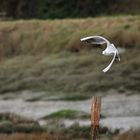 Mouette à Toul an Herry