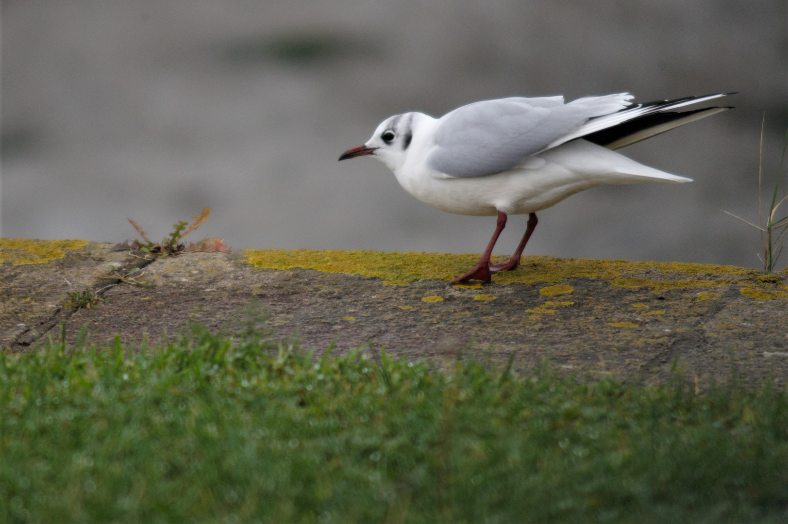 Mouette à Toul an Herry