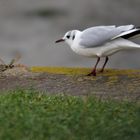 Mouette à Toul an Herry