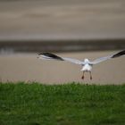 Mouette à Toul an Herry