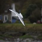 Mouette à Toul an Herry