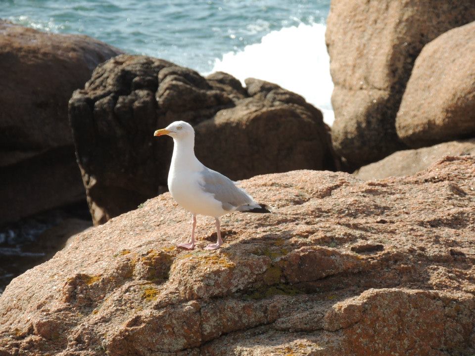 Mouette à Trégastel