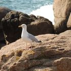 Mouette à Trégastel