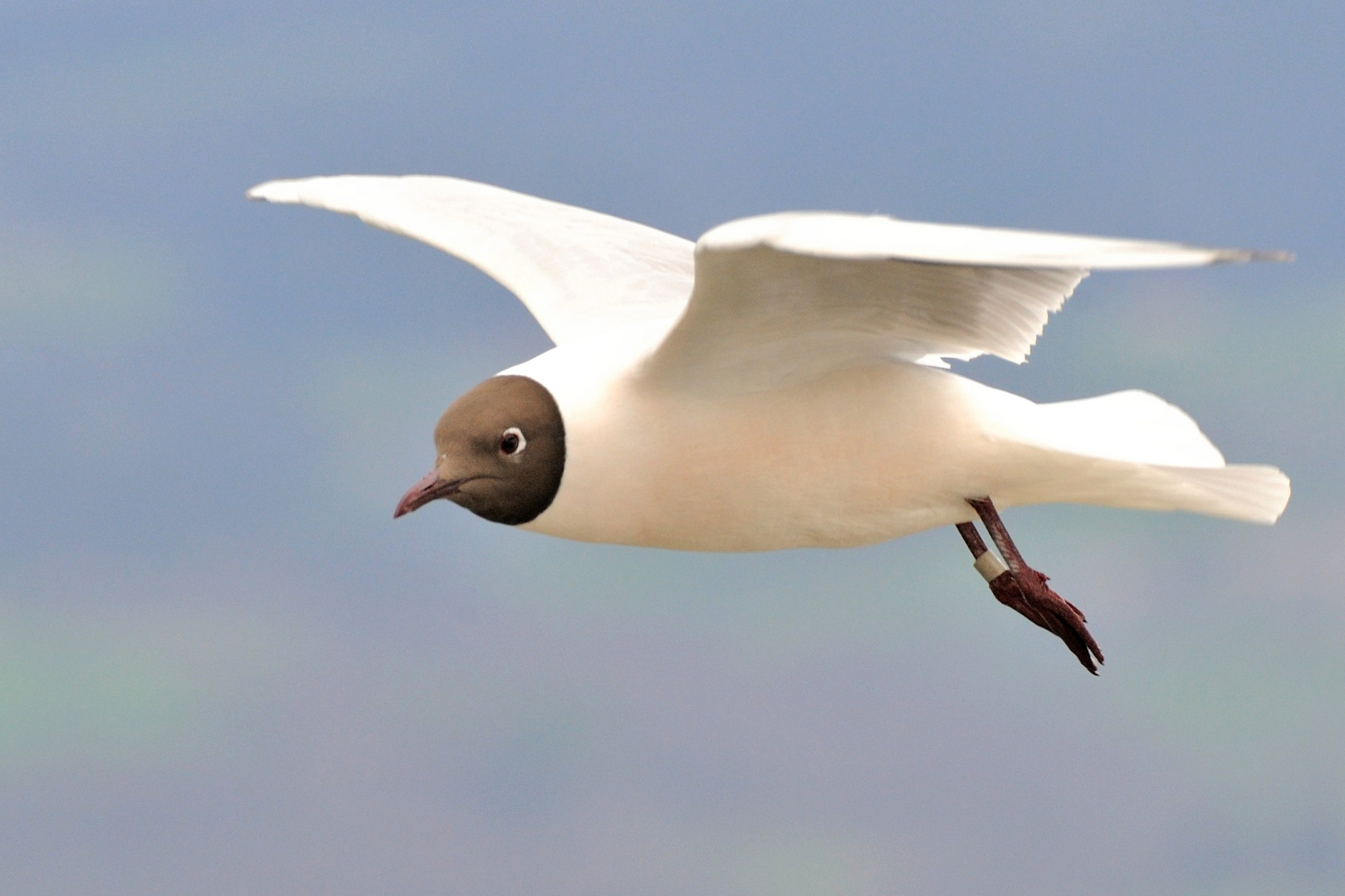 Mouette à tête brune ...