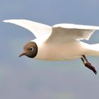 Mouette à tête brune ...