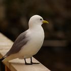 mouette