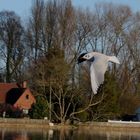 mouette