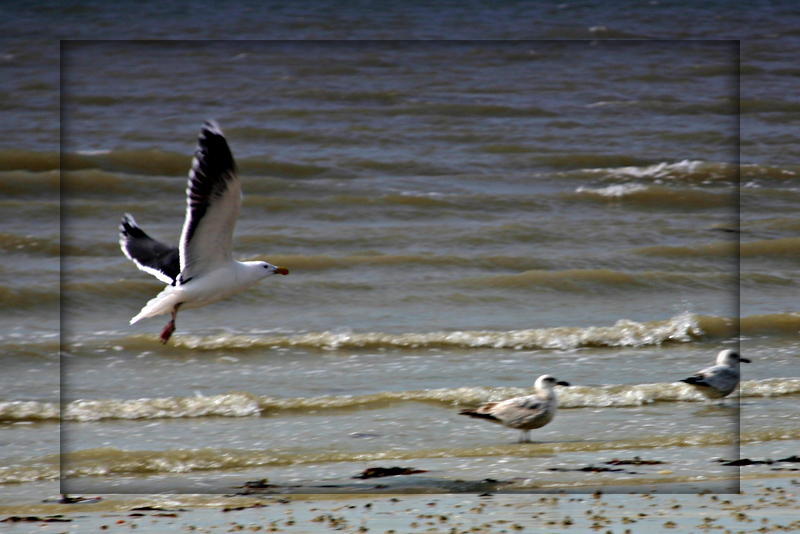 Mouette