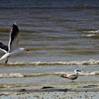 Mouette