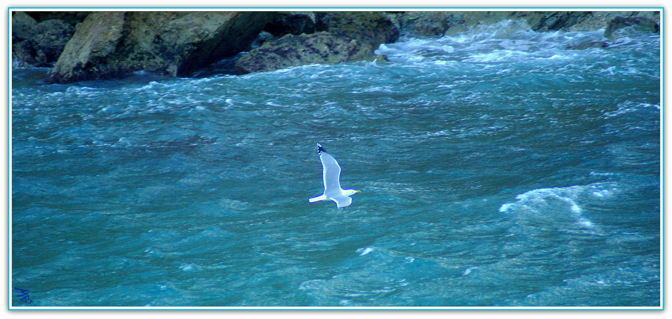 Mouette