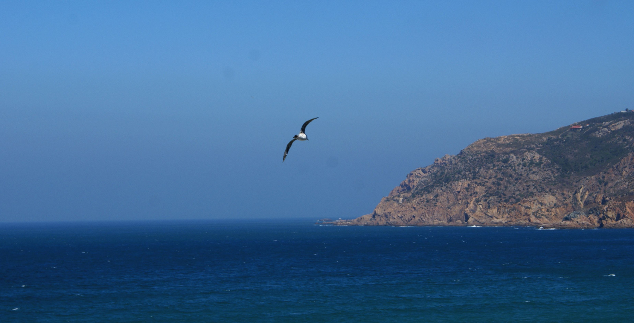 Mouette