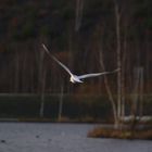 mouette