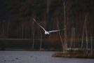 mouette de tlordec 