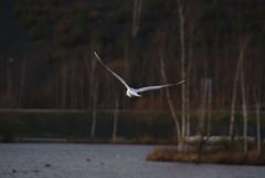 mouette