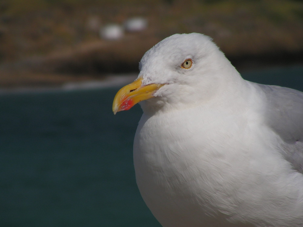 mouette