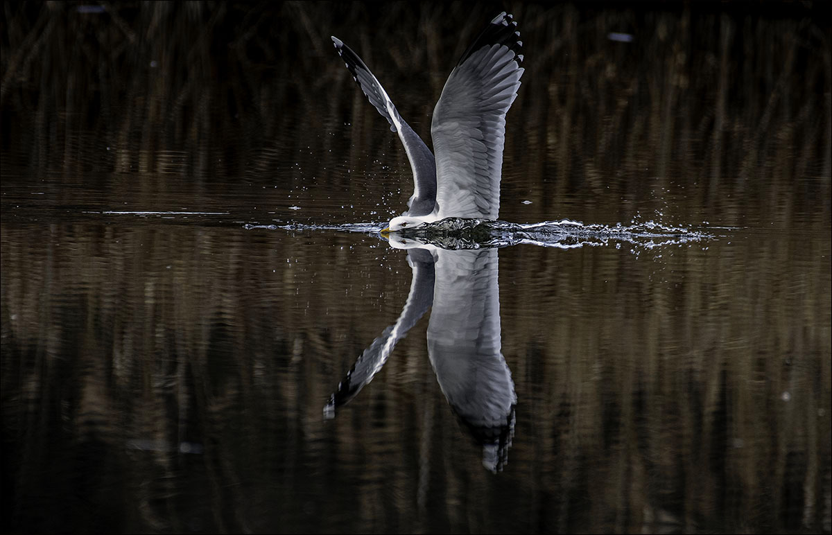 Mouette amerrissage 