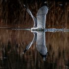 Mouette amerrissage 