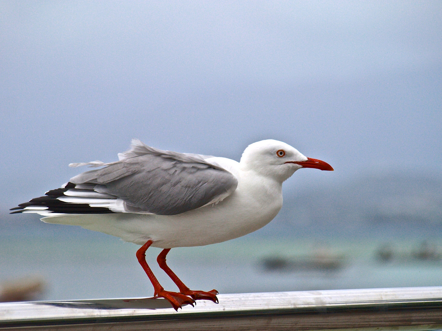 Mouette argentée 1 - Silbermöwe 1