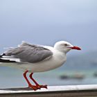 Mouette argentée 1 - Silbermöwe 1