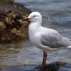 Mouette argentée de Nouvelle-Calédonie - Silbermöwe aus Neukaledonien