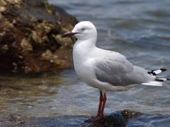 Mouette argentée de Nouvelle-Calédonie - Silbermöwe aus Neukaledonien