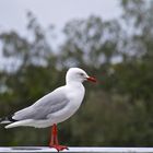 Mouette argentée - Exercice photographique : le bokeh