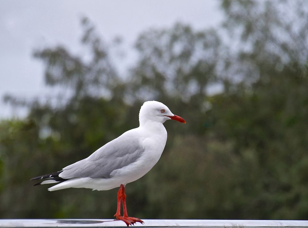 Mouette argentée - Exercice photographique : le bokeh