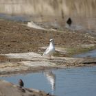 mouette argentée ou  non