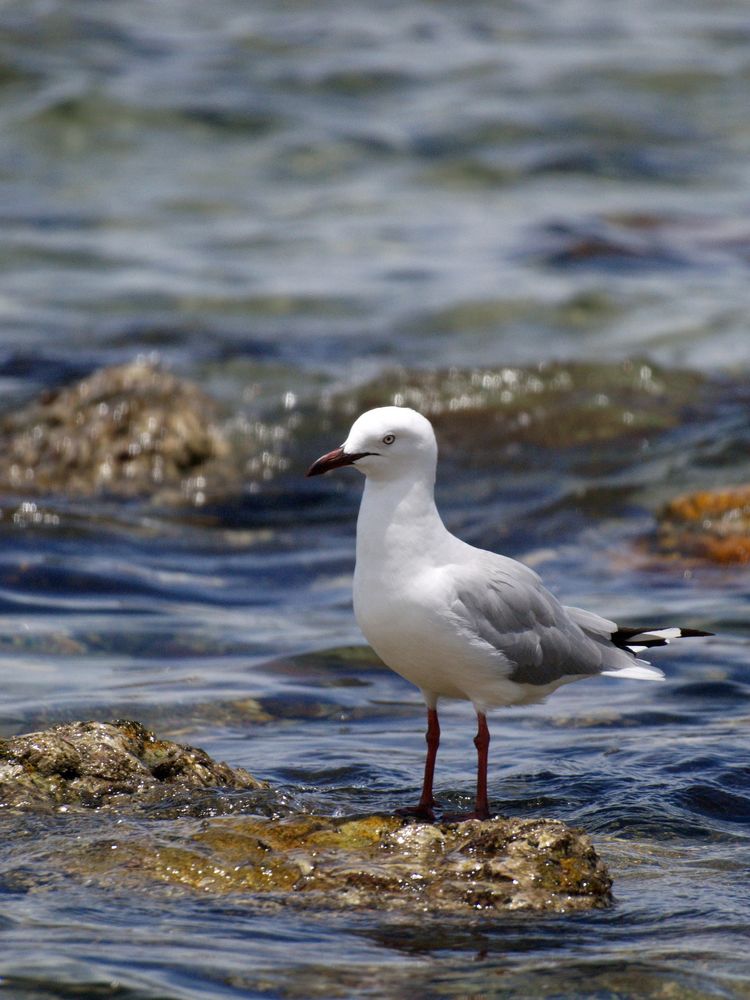 Mouette argentée - Silbermöwe