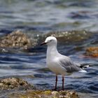 Mouette argentée - Silbermöwe