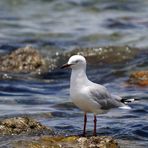 Mouette argentée - Silbermöwe