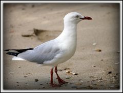 Mouette argentée - Silbermöwe