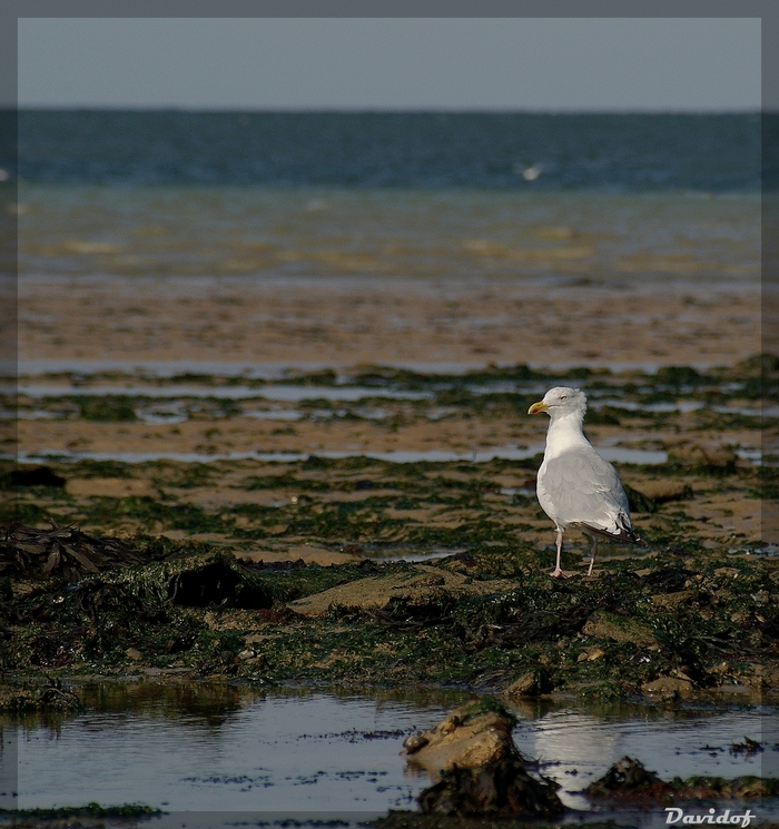 mouette attitude !