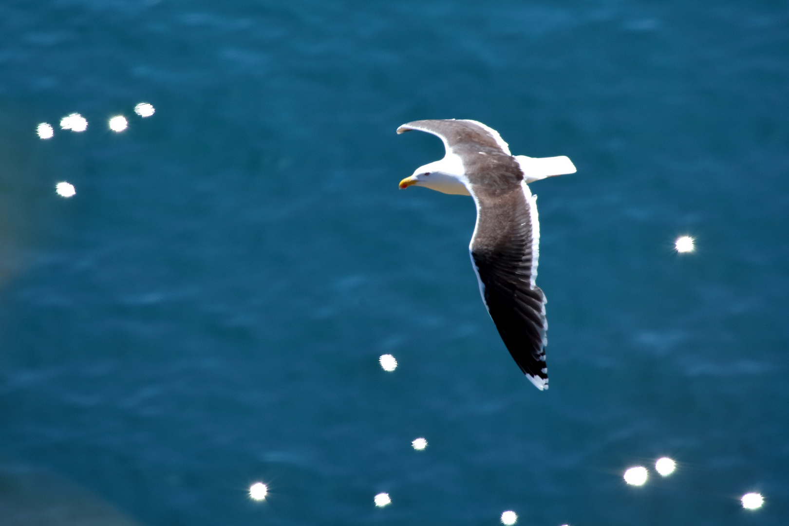 Mouette au Cap Frehel