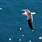 Mouette au Cap Frehel