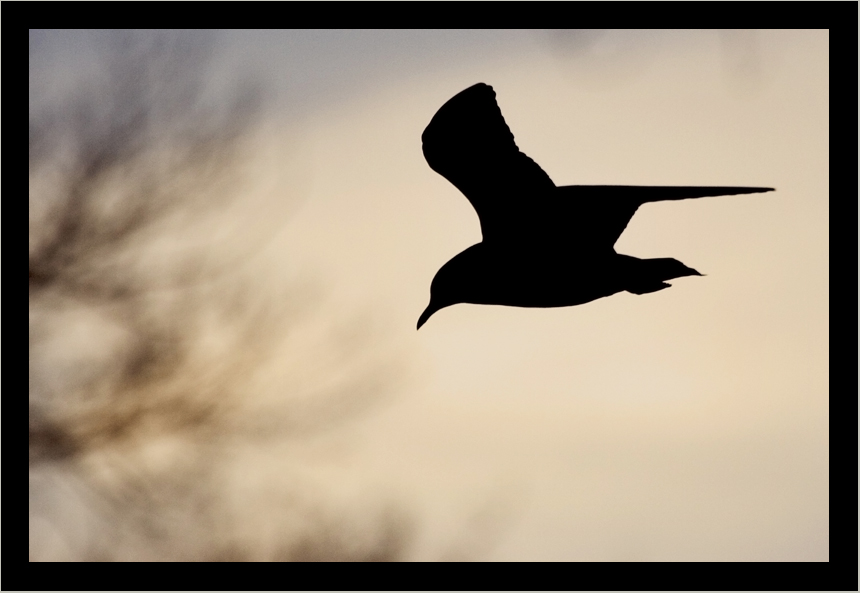 Mouette au couché du soleil.