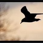 Mouette au couché du soleil.