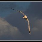 " Mouette au coucher du soleil "